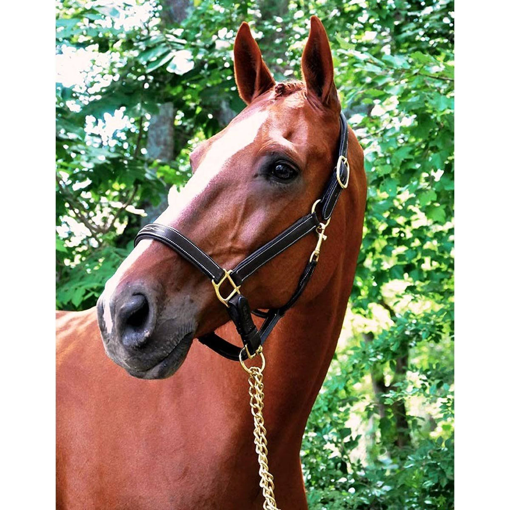 Brown Halter C746